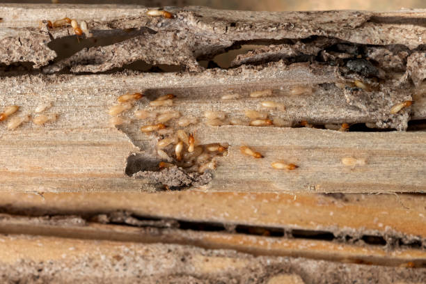 Best Pest Control Near Me  in Mebane, NC