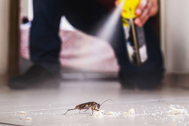 Best Termite Control Services  in Mebane, NC